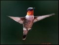_0SB1557 rubythroat hummingbird